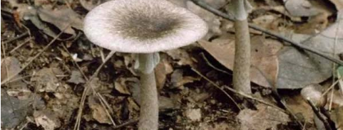 磷酸喹哌與蘑菇工人肺